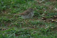 Berthelot's Pipit - Anthus berthelotii