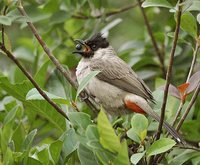 Sooty-headed Bulbul - Pycnonotus aurigaster