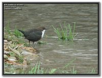 White-throated Dipper - Cinclus cinclus