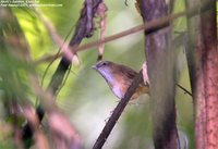 Abbott's Babbler - Malacocincla abbotti