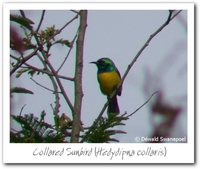 Collared Sunbird - Hedydipna collaris