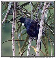 Tui - Prosthemadera novaeseelandiae