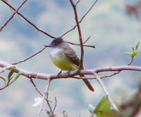 Pale-edged Flycatcher