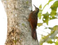 Black-banded woodcreeper