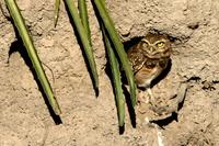 Burrowing-owl   -   Speotyto  cunicolaria   -   Civetta  delle  tane