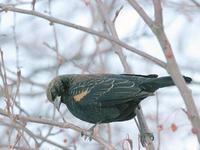 Redwinged Blackbird