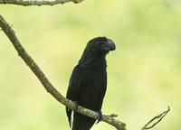 Smooth-billed Ani close-up  