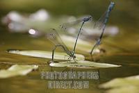 Azure Damselfly , Coenagrion puella , oviposition stock photo