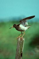 Common Redshank / 				Rotschenkel