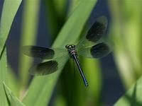 Demoiselle, Banded