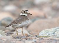 Long billed plover C20D 02023.jpg