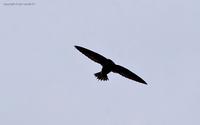 brown-backed-needletail