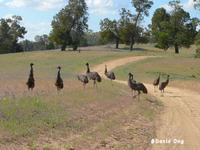 Emu