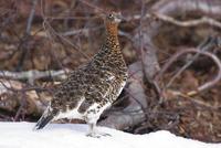 Willow Ptarmigan (Lagopus lagopus)