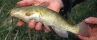 (American) Black Bullhead Ameiurus melas