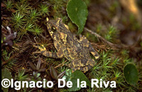 : Bufo veraguensis; Veragua Toad