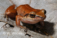 : Eleutherodactylus martinicensis