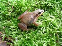 : Pseudacris feriarum; Upland Chorus Frog