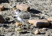 : Charadrius tricollaris; Three-banded Plover