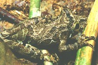: Scinax catharinae