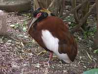 : Lophotibis cristata; Madagascar Crested Ibis