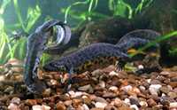 : Triturus karelinii; Southern Crested Newt