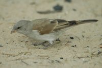 : Passer diffusus; Southern Grey-headed Sparrow