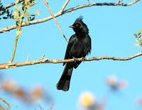 : Phainopepla nitens; Phainopepla