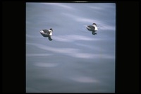 : Podiceps auritus; Horned Grebe