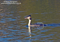 : Podiceps cristatus; Great Crested Grebe