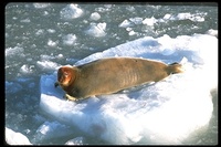 : Erignathus barbatus; Bearded Seal