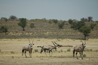 : Oryx gazella gazella; Gemsbok