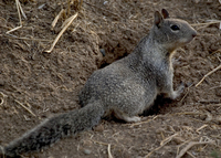 : Otospermophlus beecheyi; California Ground Squirrel