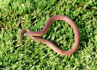 : Carphophis amoenus amoenus; Eastern Worm Snake