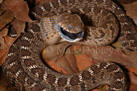 : Dasypeltis scaber; Common Egg Eater