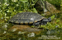 : Trachemys scripta ssp. scripta; Yellowbelly Slider (melanistic)