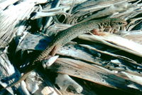 : Xantusia vigilis vigilis; Desert Night Lizard