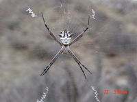 : Argiope argentata; Silver Argiope