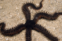: Ophiocoma erinaceus