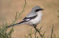 Southern Grey Shrike (Lanius meridionalis) 2005. január 6. Sonkhaliya Closed Area