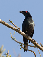 Asian Glossy Starling Scientific name - Aplonis payanensis