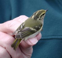 Pallas's Warbler