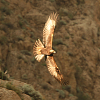 Golden Eagle