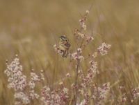 Jankowski's Bunting Emberiza jankowskii    Taczanowski, 1888