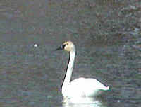 Trumpeter Swan