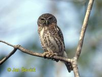 Photo of  kulíšek kubánský Cuban Pygmy-Owl Kuba-Sperlingskauz Mochuelo Cubano Glaucidium siju