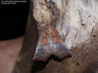 Husmoderugle (Scoliopteryx libatrix) Foto/billede af