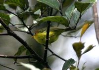チャガシラモリムシクイ Yellow-breasted Warbler Seicercus montis