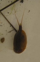 Lepidurus apus - Tadpole Shrimp