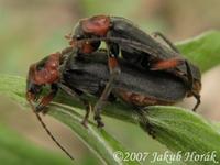 Cantharis rustica